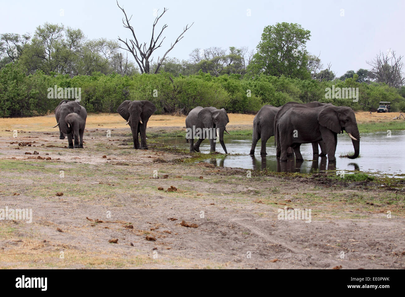 African elephant herd coming to drink at body of water in Okavango Delta Botswana Observed by safari vehicle in the background Stock Photo