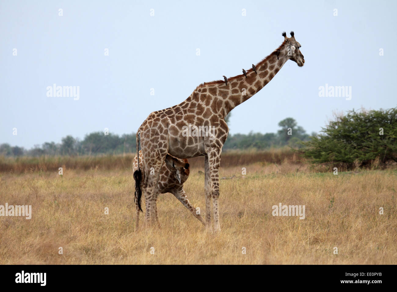 Giraffe calf suckling cow in grassland in Kruger National Park Stock Photo