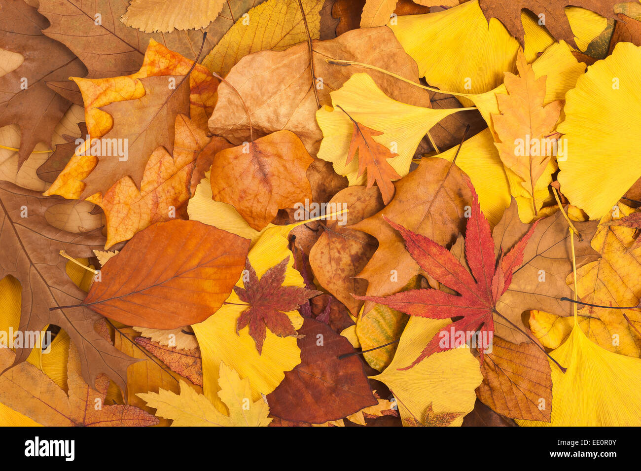 background of fallen autumn dried leaves Stock Photo
