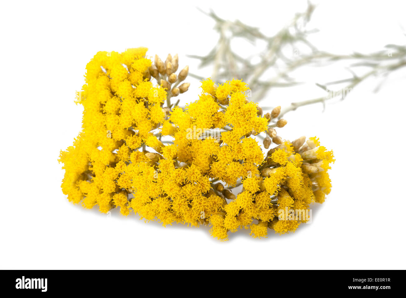Immortelle (Helychrysum) isolated on white background Stock Photo