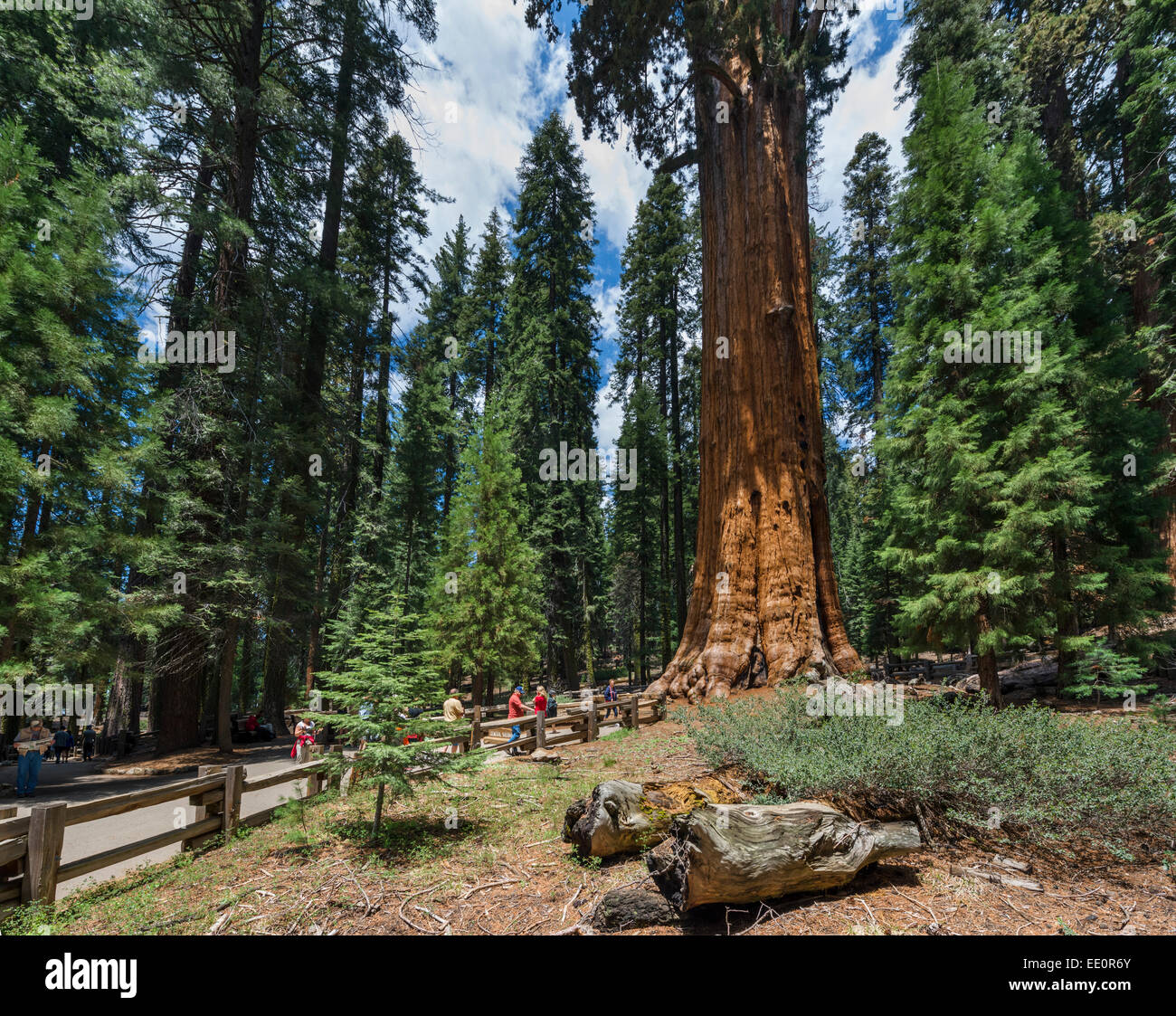 Tourists in front of General Sherman Tree, one of biggest in the world, Sequoia National Park, Sierra Nevada, California, USA Stock Photo
