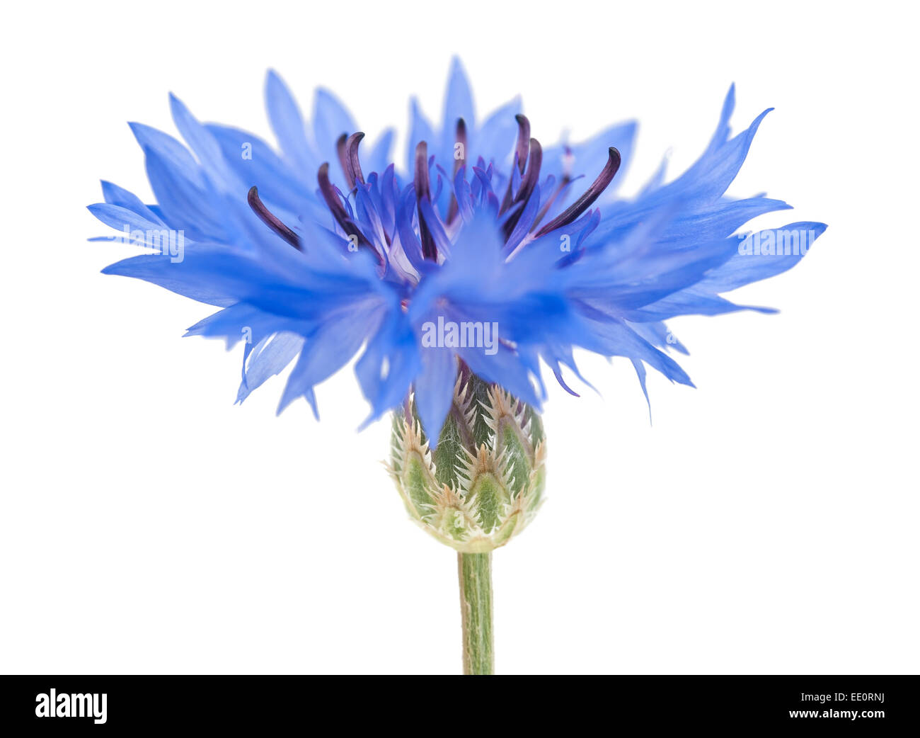 Blue cornflower isolated on white background Stock Photo