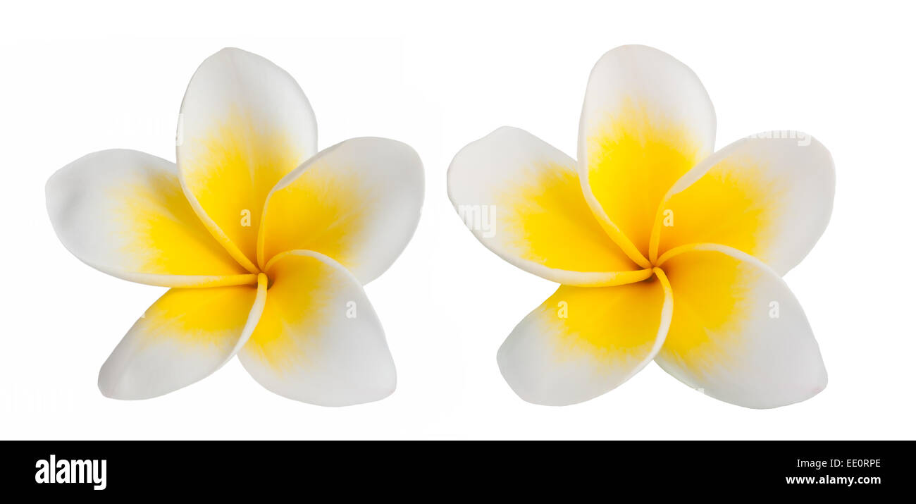 two Frangipani flowers  isolated on white background Stock Photo