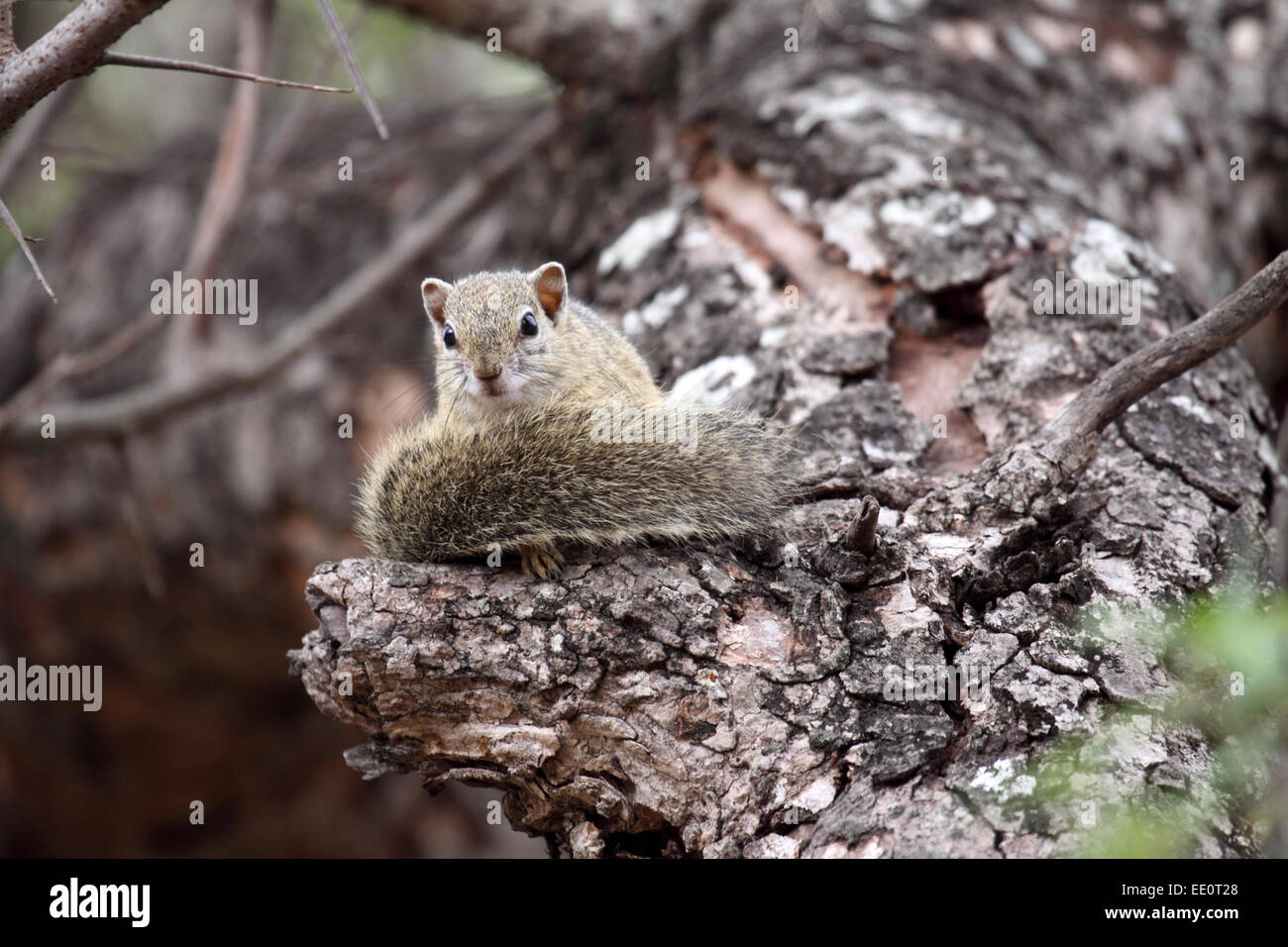 Tree squirrel sitting on branch of dead tree in Kruger National Park Stock Photo