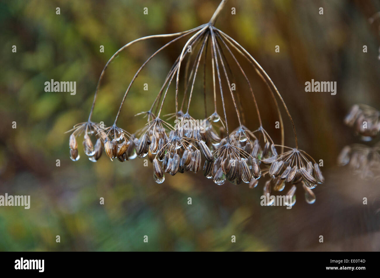 Fennel seed head with raindrops Stock Photo Alamy