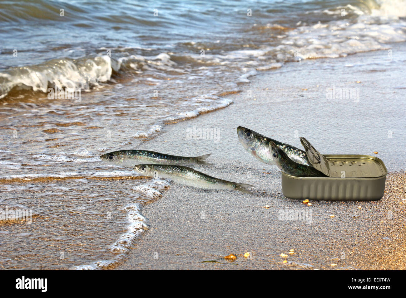 Canned sardines fleeing from cans and seek refuge in the sea Stock Photo