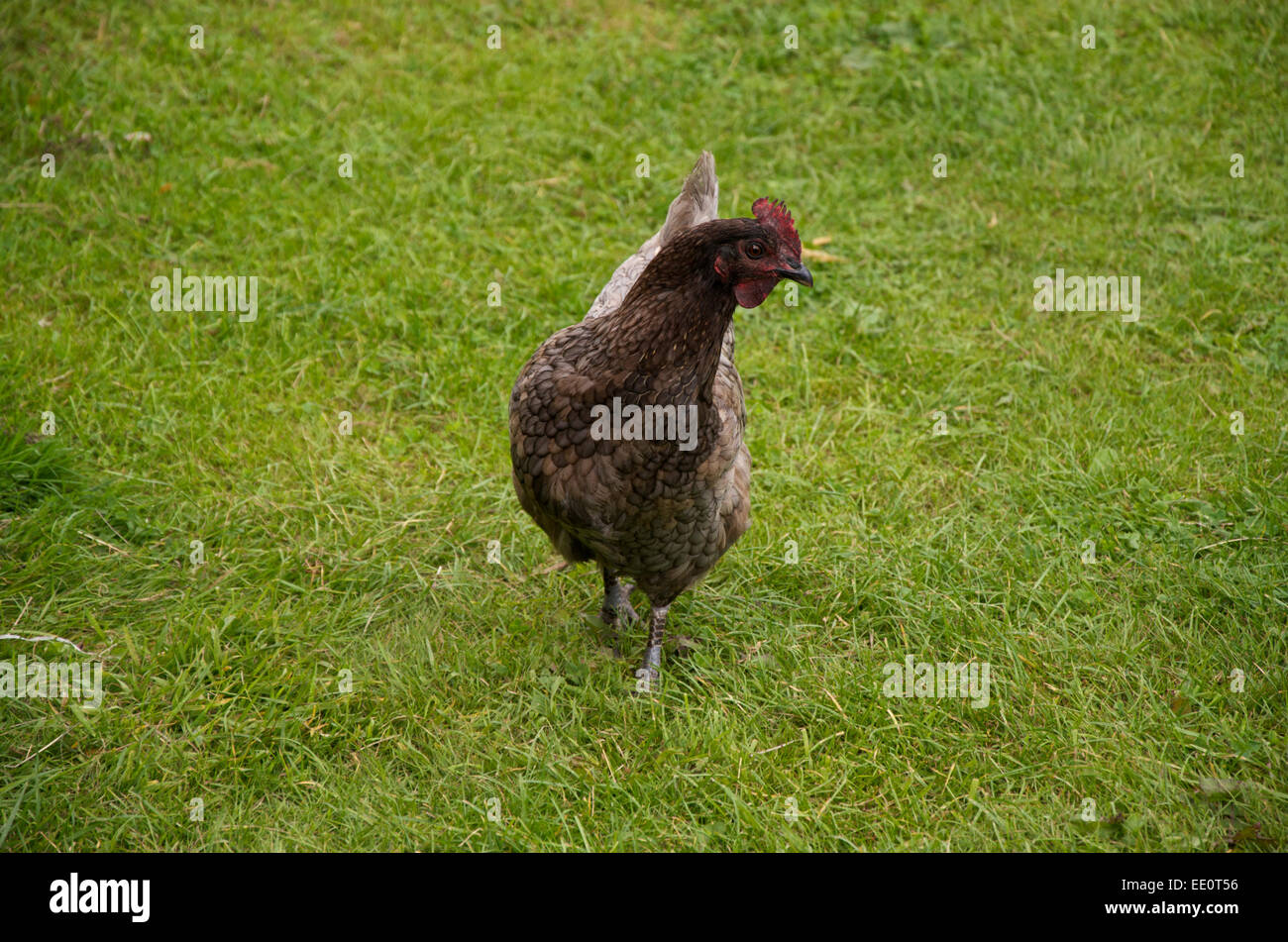 Speckledy hen on grass Stock Photo
