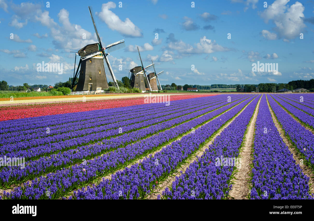 Purple and pink hyacinth flowers in front of three windmills in the Bulb Region in Holland. Stock Photo