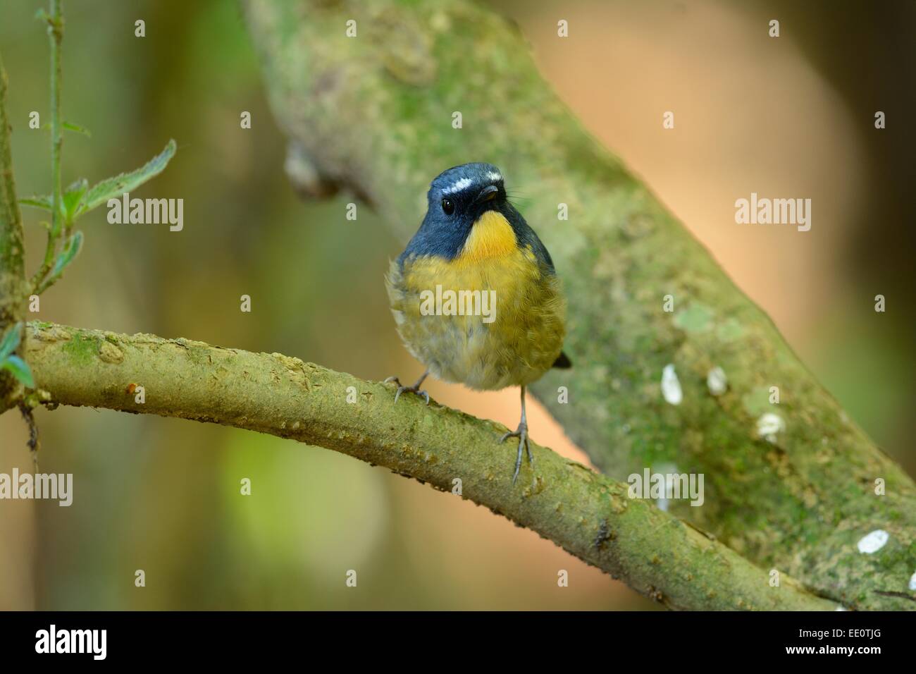 beatiful male Snowy-browed Flycatcher (Ficedula hyperythra) possing on the branch Stock Photo