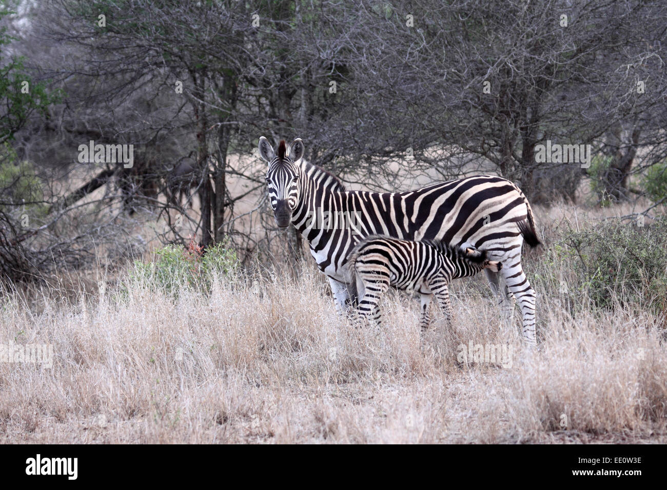 Plains zebra foal suckling its mother in Kruger National Park Stock Photo Alamy