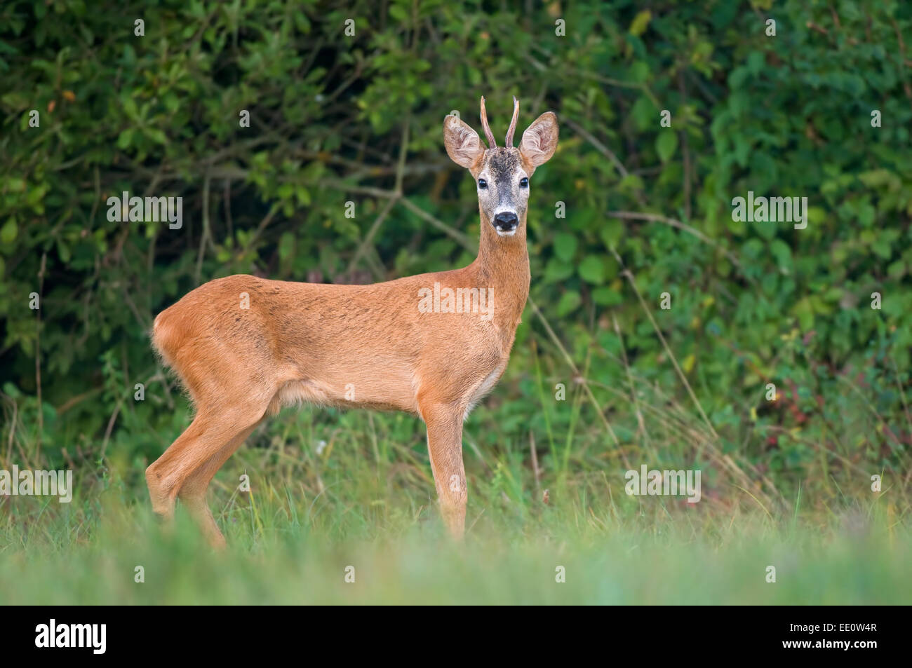 Roe deer Stock Photo - Alamy