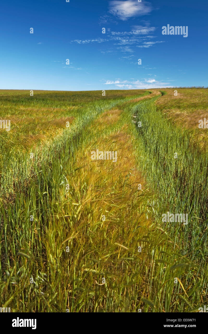 Field of Wheat, Lychpole Bottom, NR Steyning Bowl, West Sussex Stock Photo