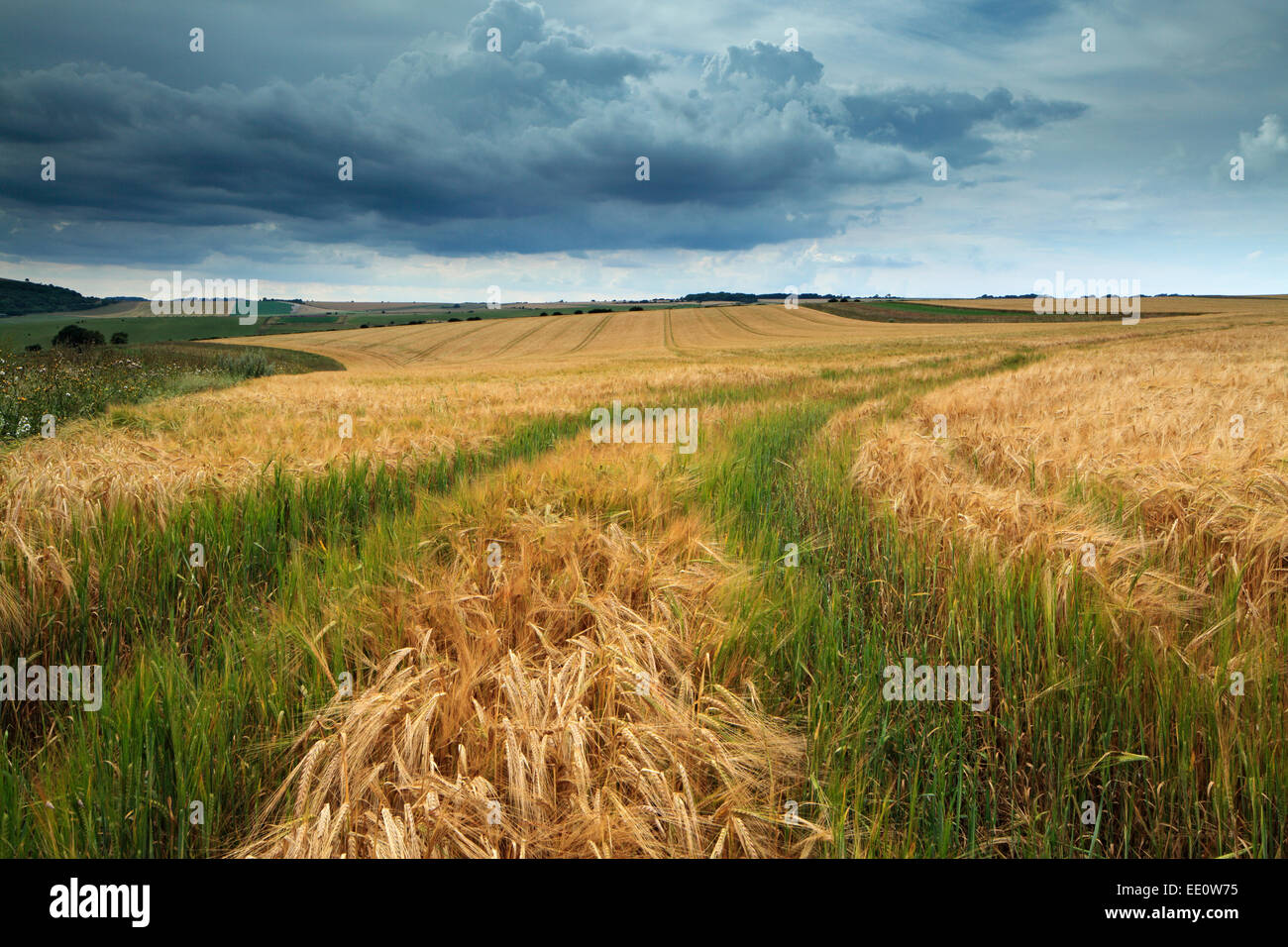 Summers field of Wheat, Lychpole Bottom, NR Steyning Bowl, West Sussex Stock Photo