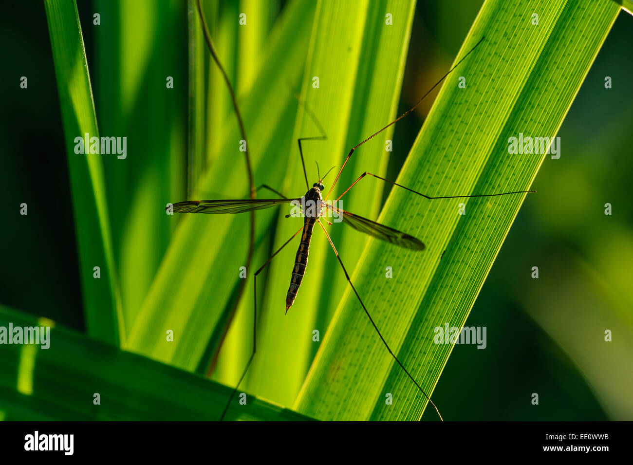 Uk insect hi-res stock photography and images - Alamy