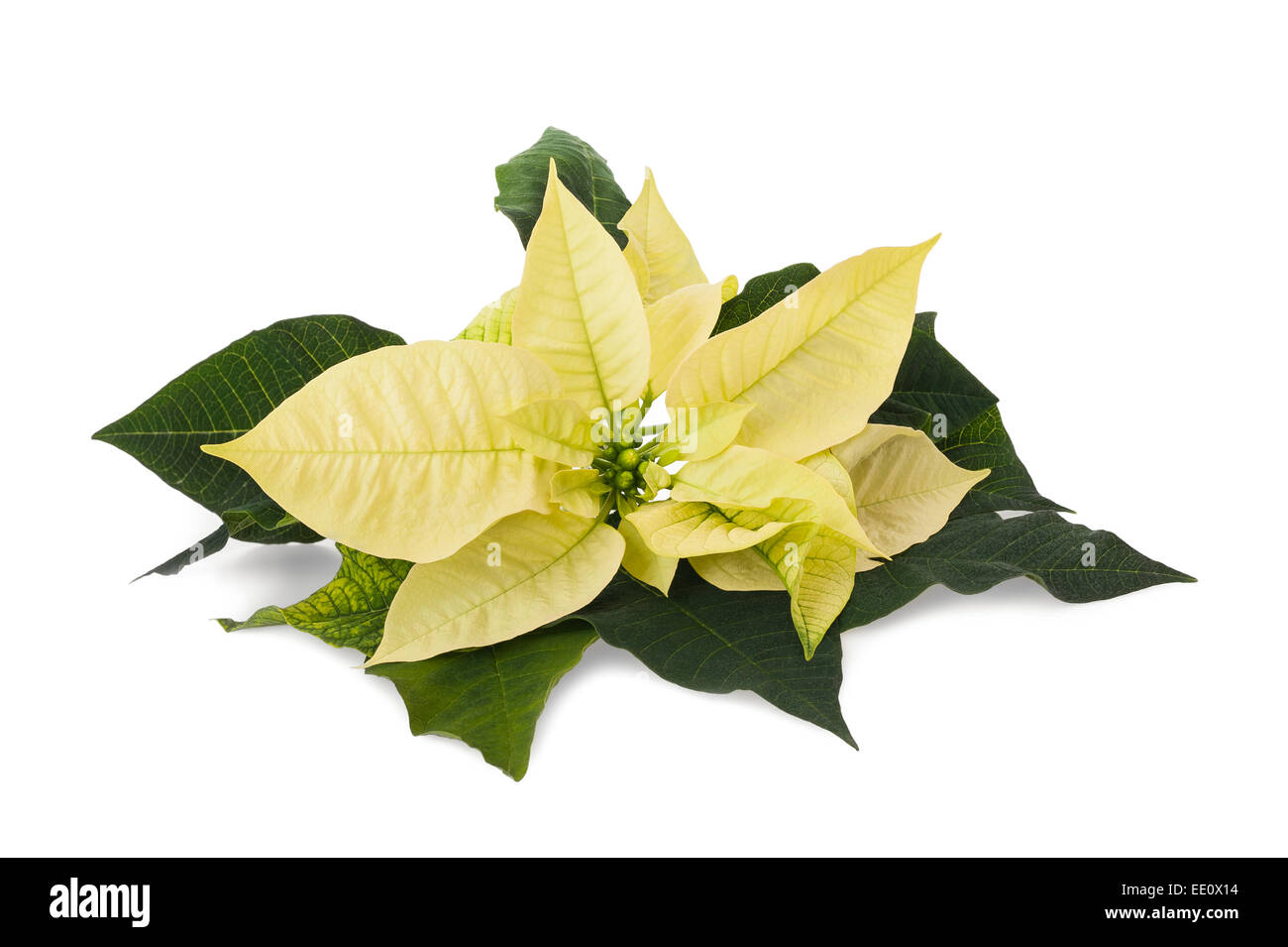 yellow poinsettia flower (christmas star) isolated on a white background Stock Photo