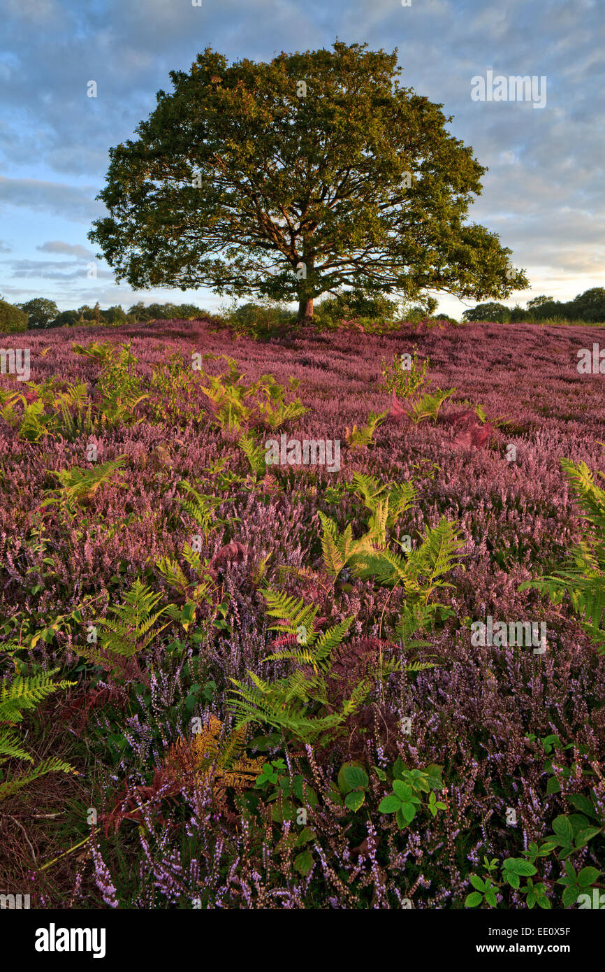 Heather covered Heathland, Lord's Piece, West Sussex. Stock Photo
