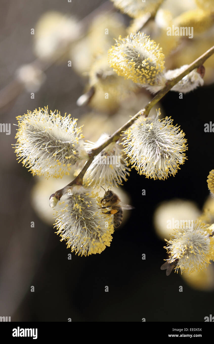 Nahaufnahme von bluehenden Weidenkaetzchen, Salweide, Salix caprea Stock Photo