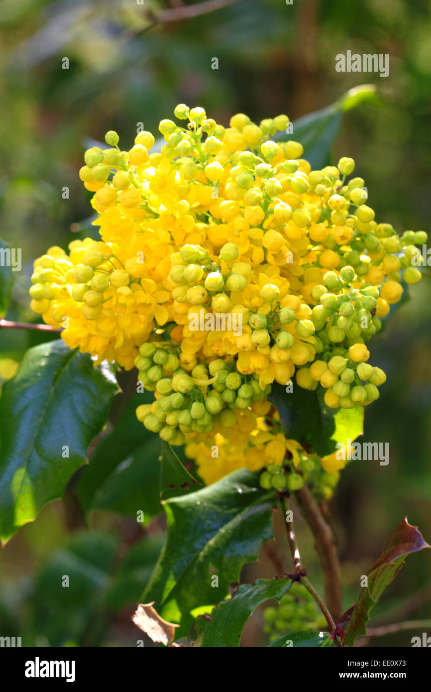 Mahonie (Mahonia) Stock Photo