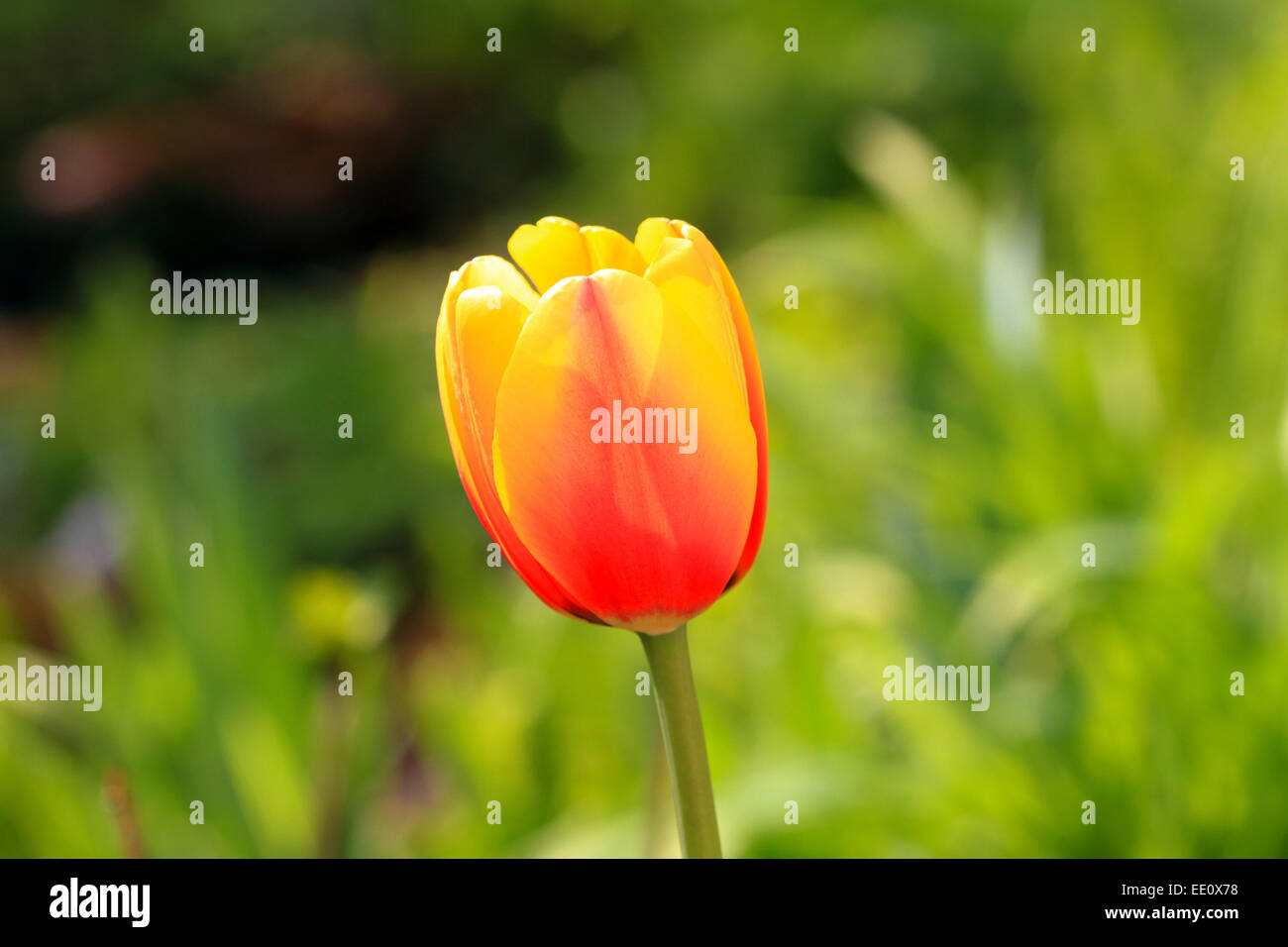 Tulpe, Tulpenbluete, Garten, Fruehling, Farbe Stock Photo