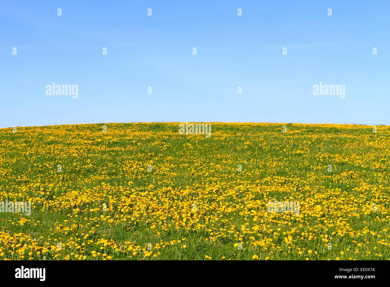 Wiese im Fruehling, gelb bluehender Loewenzahn Stock Photo