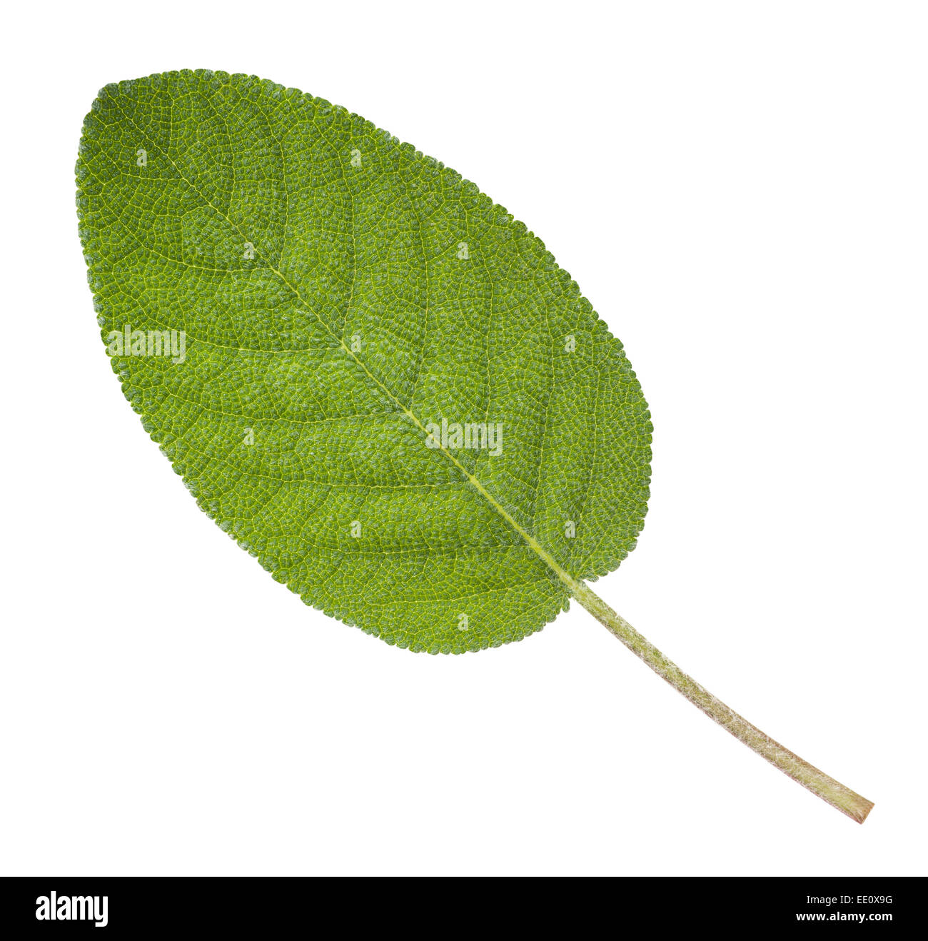 Sage leaf isolated on white background Stock Photo Alamy