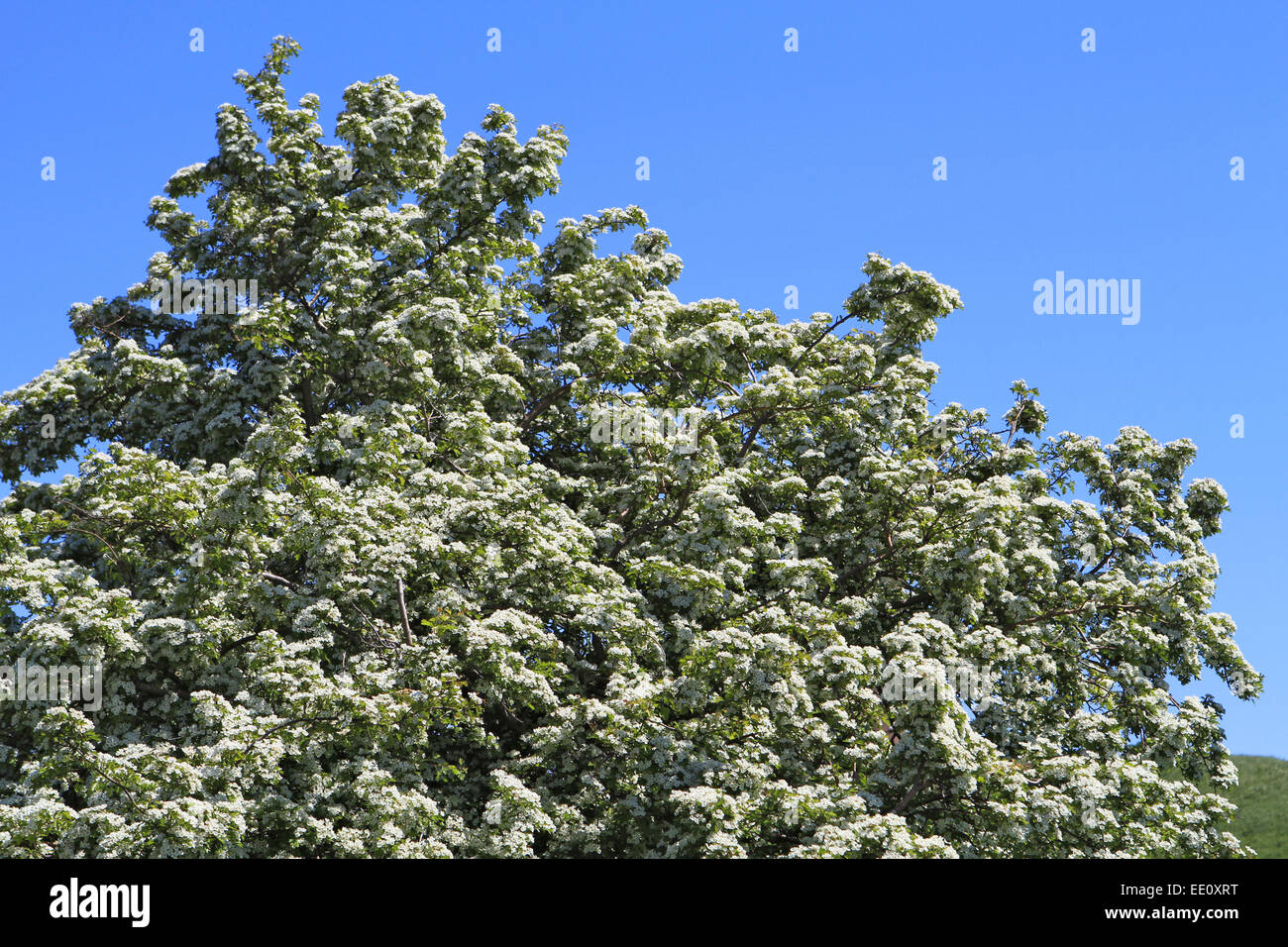 Bluehender Weissdorn, Zweigriffeliger Weissdorn (Crataegus laevigata), Heilpflanze, Arzneipflanze Stock Photo