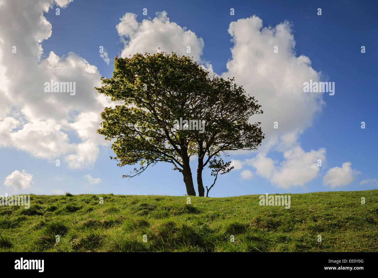 Lone tree on hillside, Cisbury, Findon, West Sussex Stock Photo