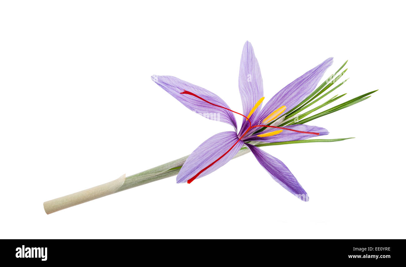 saffron crocus flowers isolated on white background Stock Photo