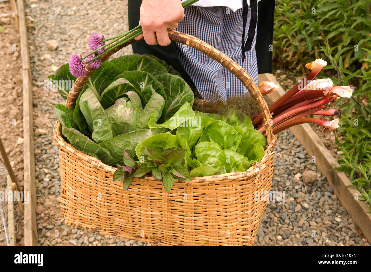Collecting vegetables in a basket in a walled vegetable garden Stock