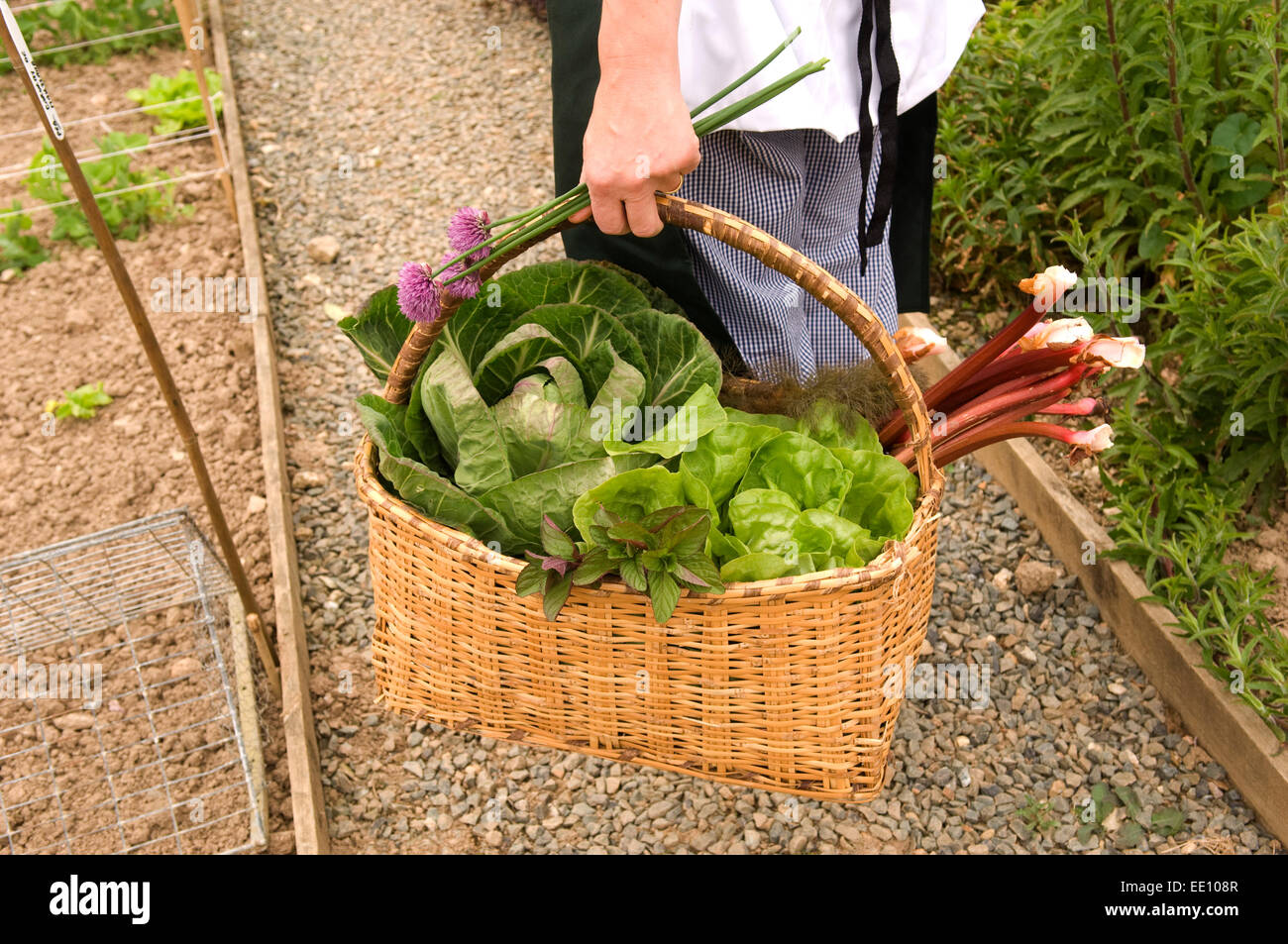 Collecting vegetables in a basket in a walled vegetable garden Stock