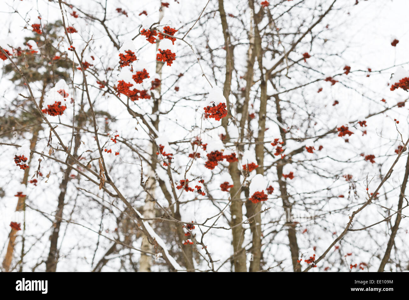 frozen red rowan berry on tree in winter Stock Photo - Alamy