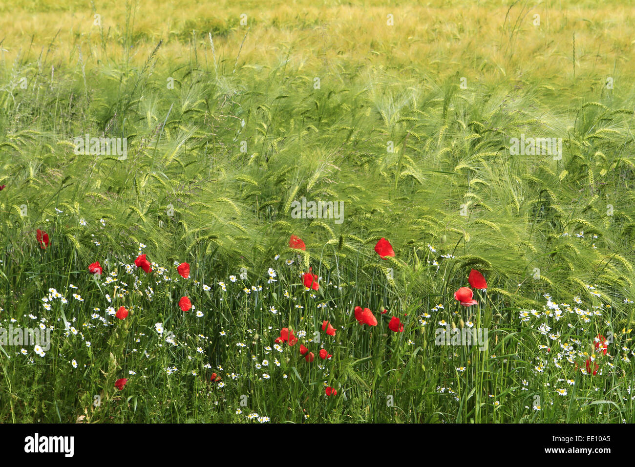 Buntes Getreidefeld mit Mohnblumen (Papaver rhoeas) und Kornblumen (Centaurea cyanus), Insel Ruegen, Mecklenburg-Vorpommern, Ost Stock Photo