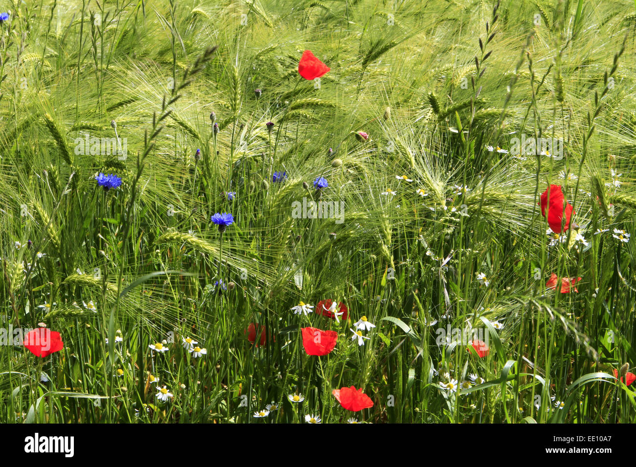 Buntes Getreidefeld mit Mohnblumen (Papaver rhoeas) und Kornblumen (Centaurea cyanus), Insel Ruegen, Mecklenburg-Vorpommern, Ost Stock Photo