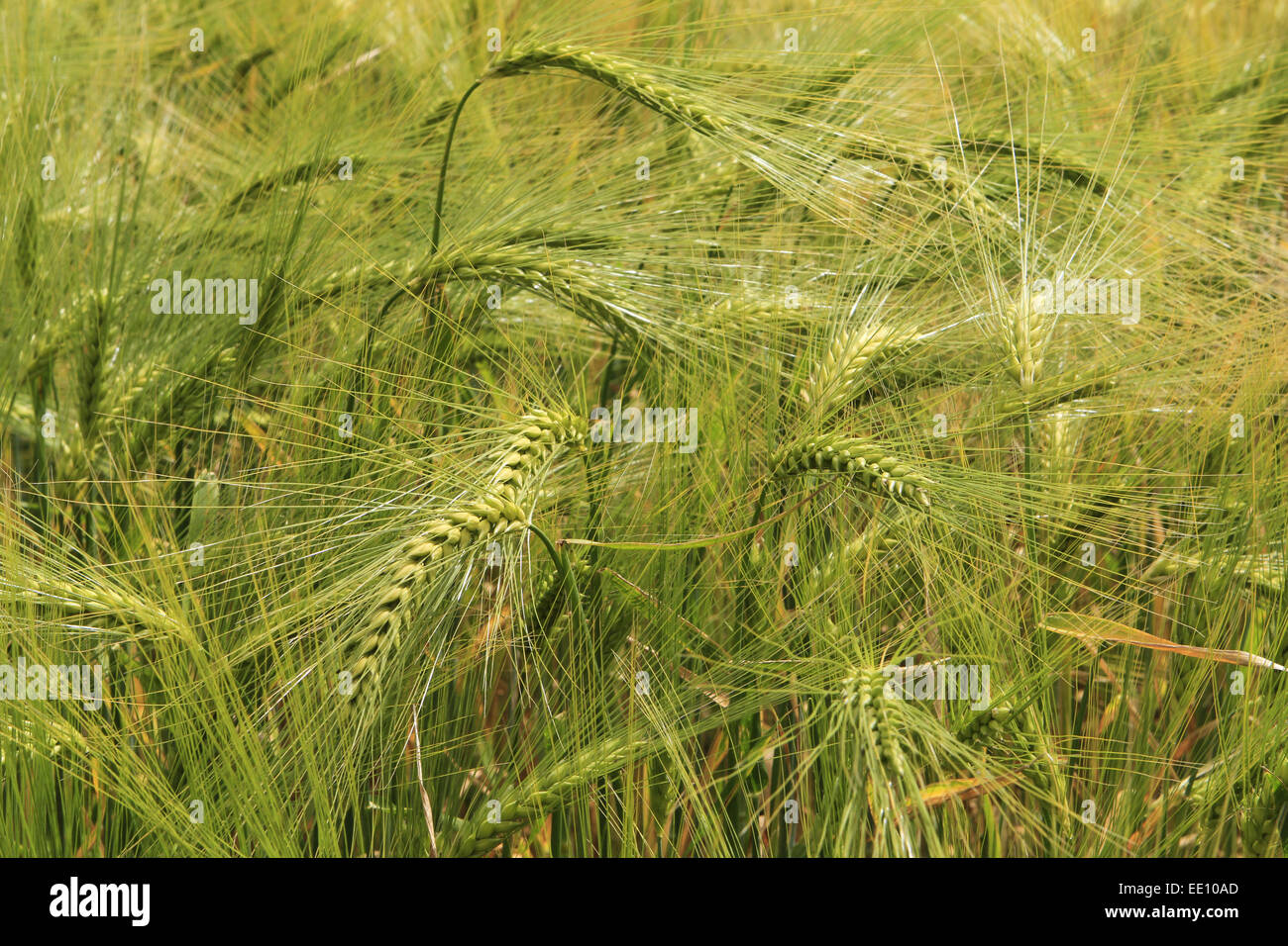 Kornfeld, Weizenfeld, Detail, Aehren, gruen Stock Photo