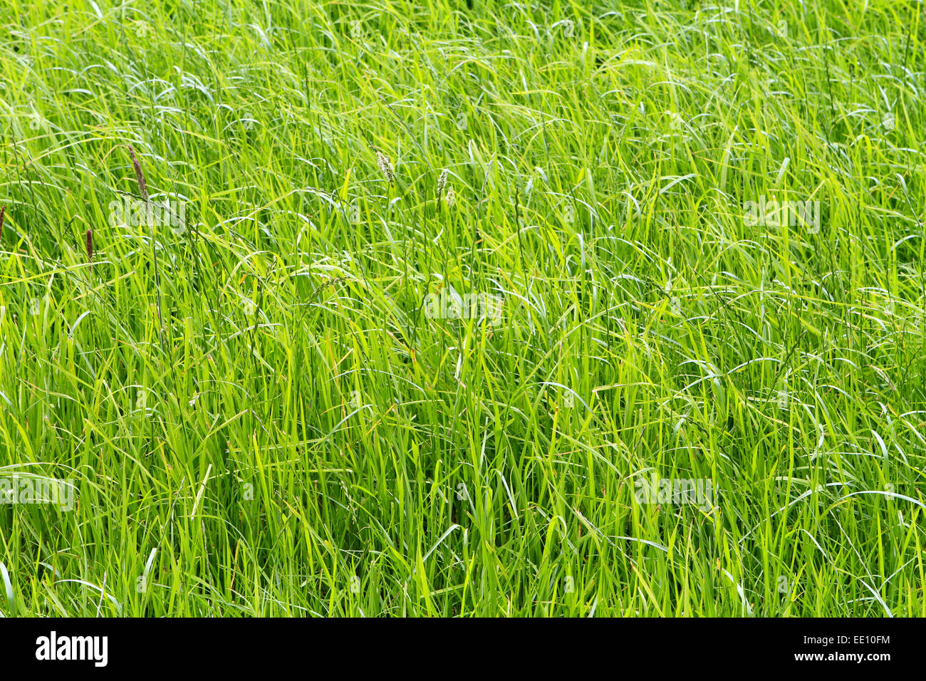 Grashalme in einer saftig gruenen Wiese Stock Photo