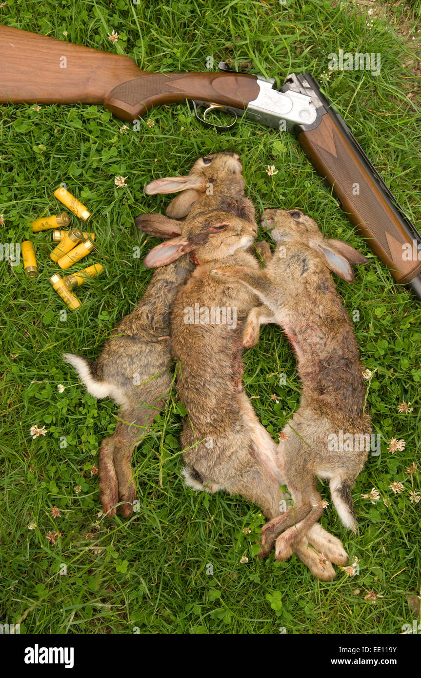 Dead rabbits killed in a shoot with a shotgun. Stock Photo