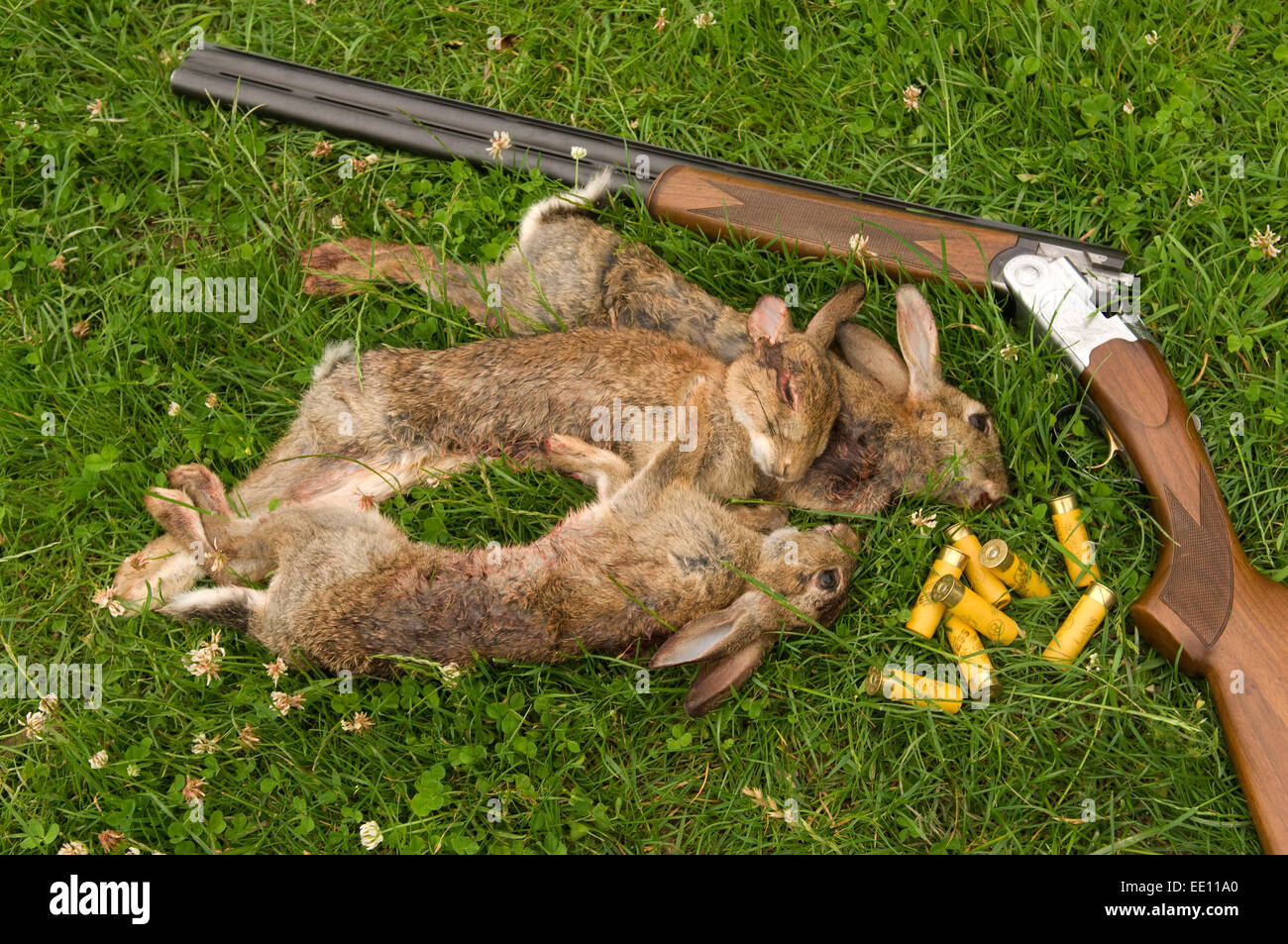Dead rabbits killed in a shoot with a shotgun. Stock Photo
