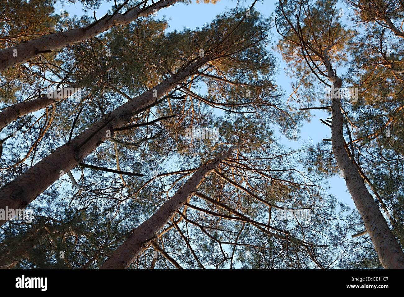 Summer forest light hi-res stock photography and images - Alamy