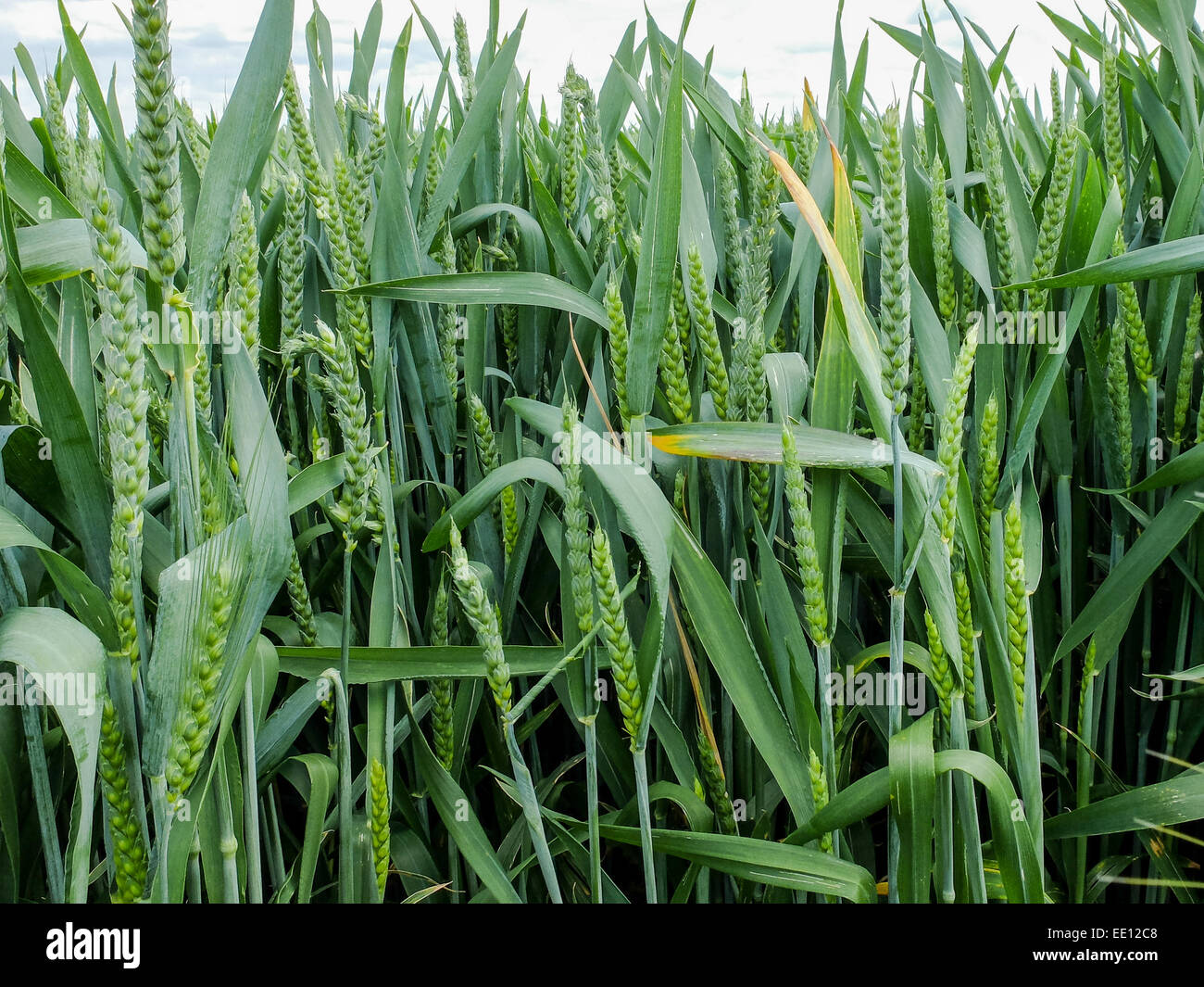 Some ears of wheat in the early stage of their growth, with long green ...