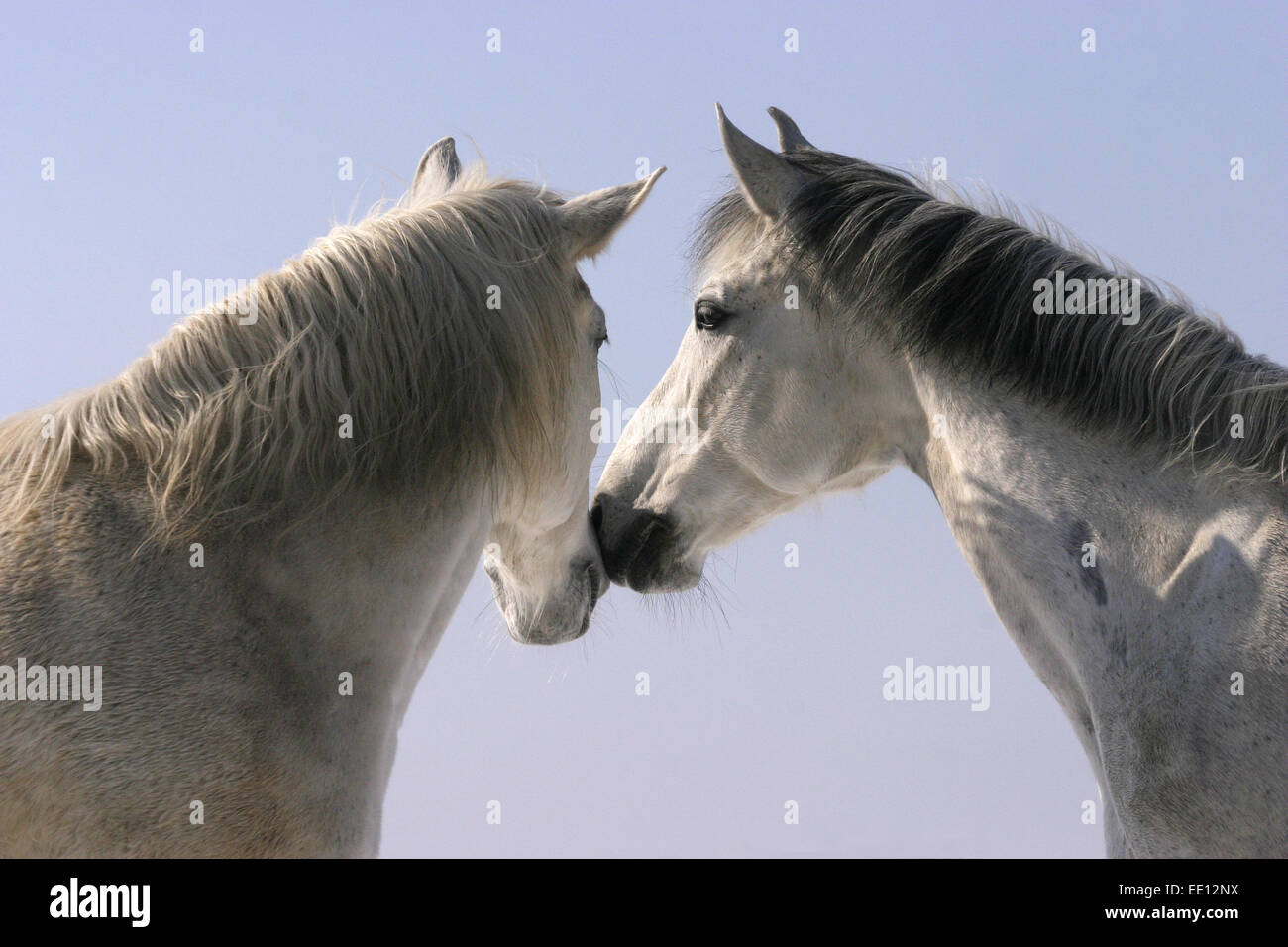 A nice pair Stock Photo - Alamy