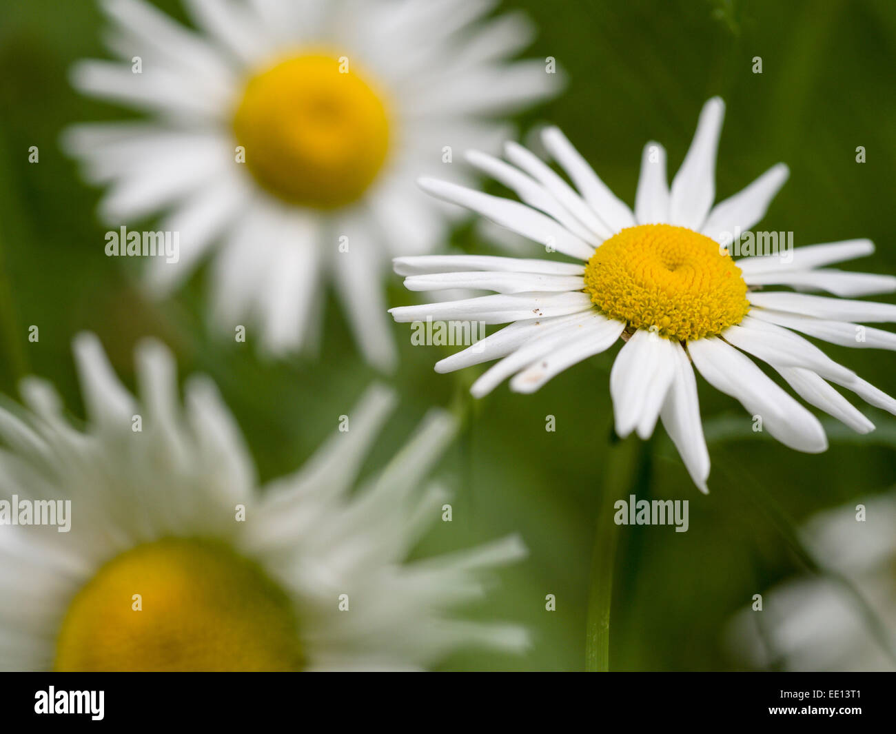 Oxeye Daisies or Common Daisies. Wild Daisies, oxeye daisies growing