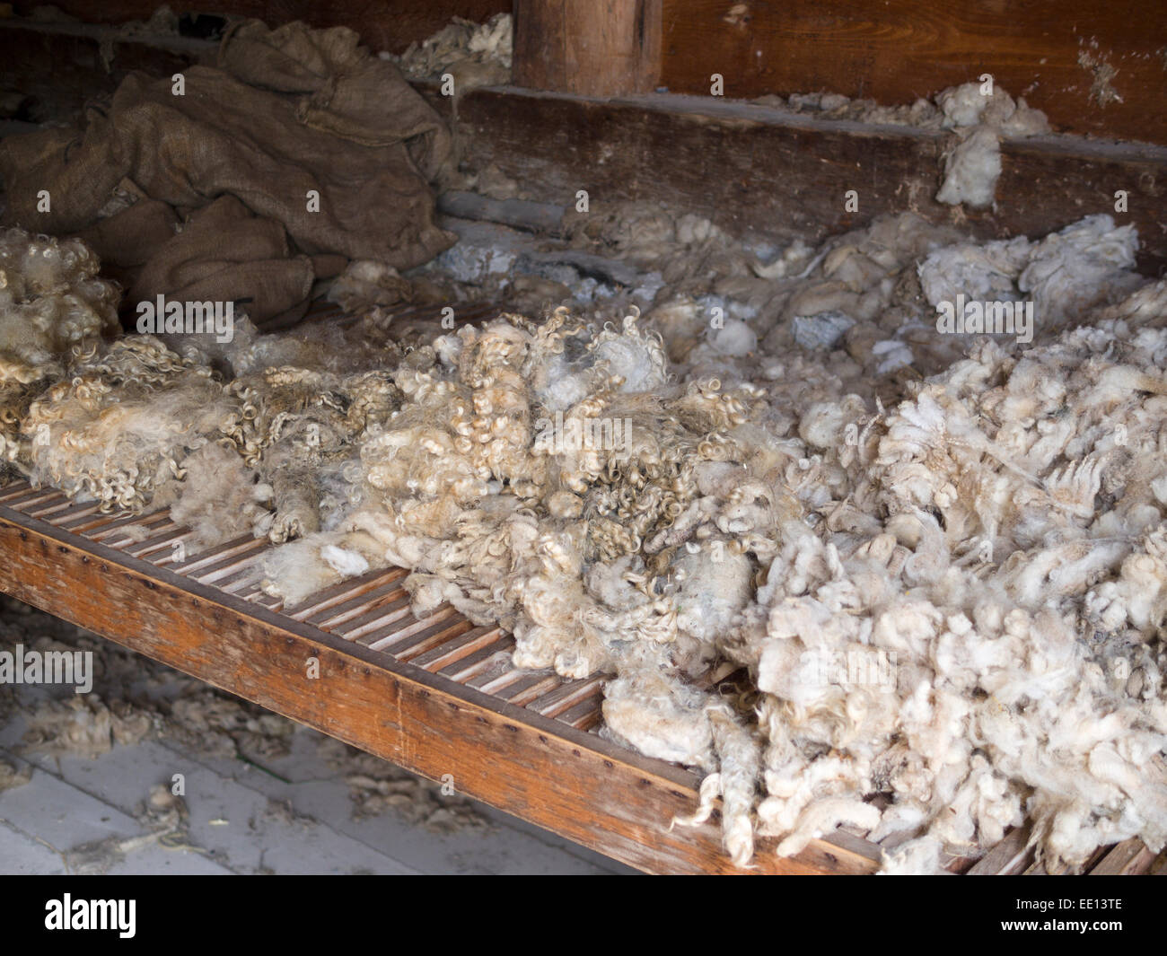 Freshly shorn sheep's wool. A pile of freshly cut sheep wool lies on a vented table awaiting cleaning and processing. Stock Photo