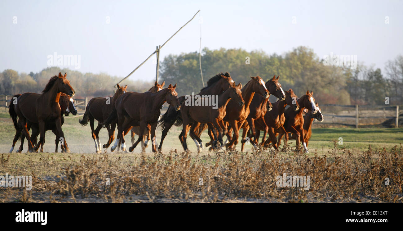 Galloping Herd in the Puszta. Bugac is the hungarian desert Stock Photo ...