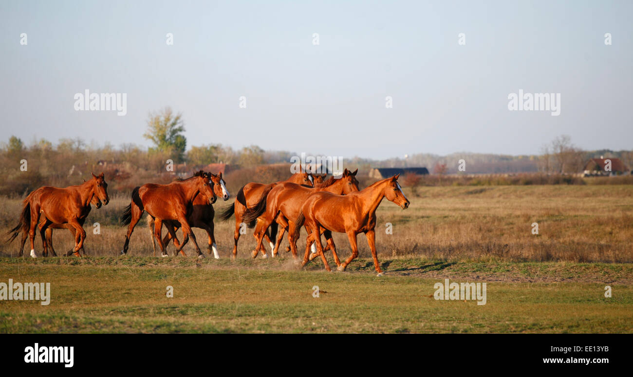 Galloping Herd in the Puszta. Bugac is the hungarian desert Stock Photo ...
