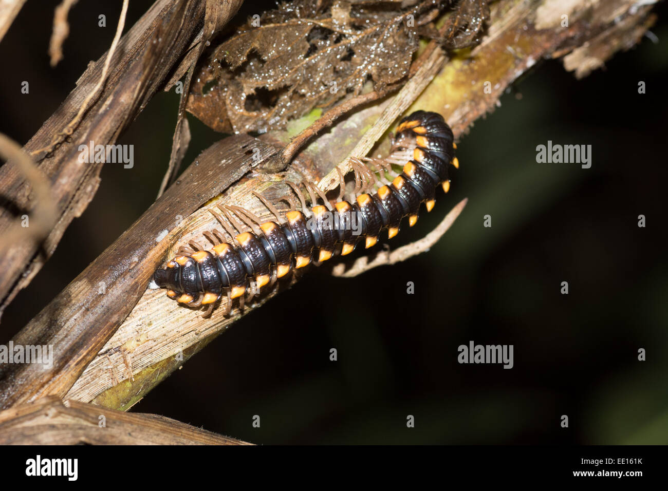 Armoured or Flat-backed Millipede on a branch in Amazonian jungle near Rio Cenepa in northern Peru Stock Photo