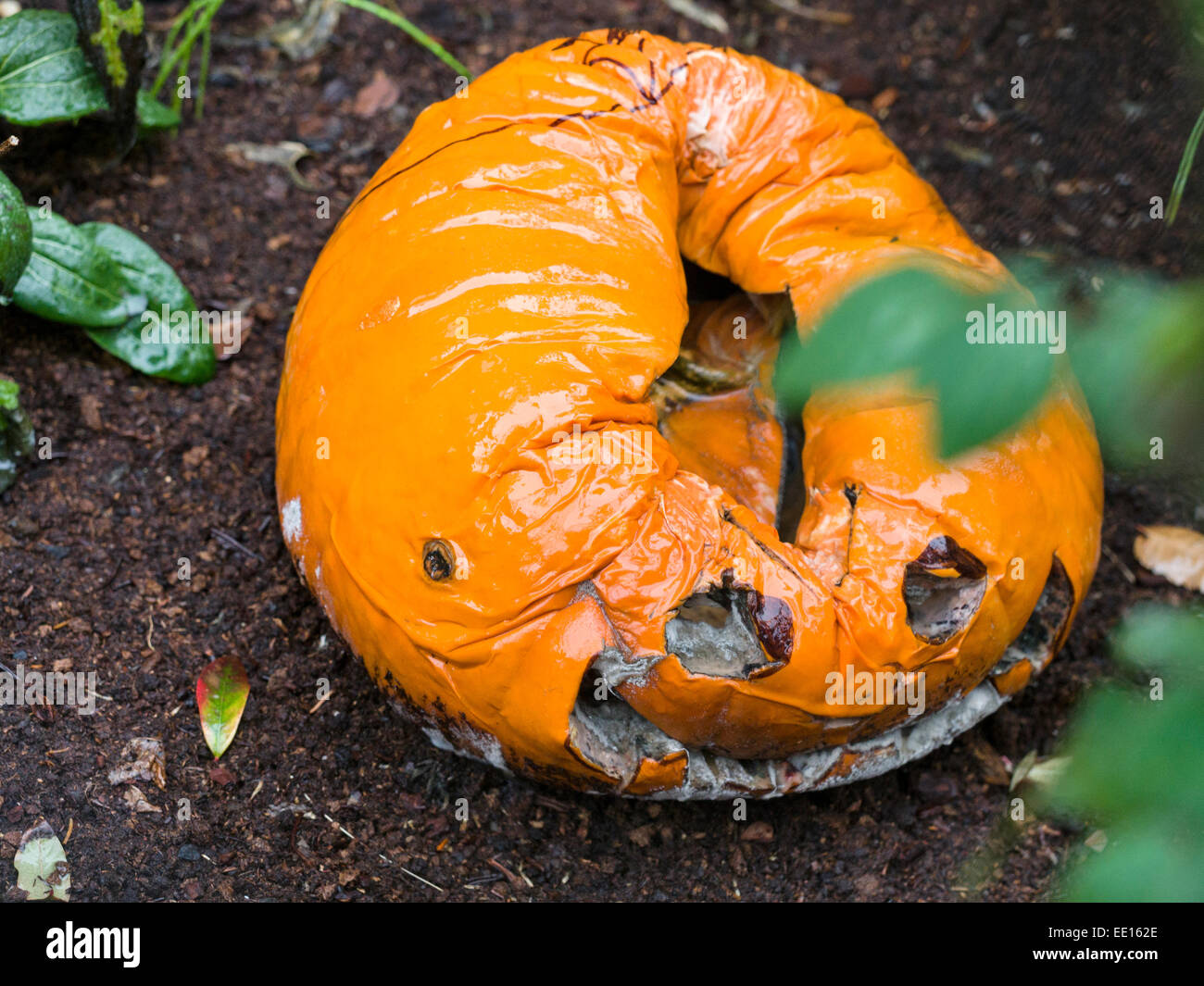 Rotting JackoLantern. Abandoned after Halloween this orange pumpkin
