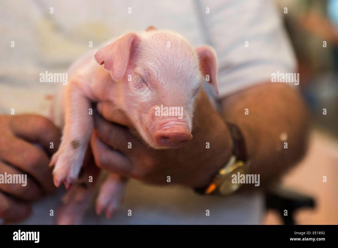 Three days old piglet in hands of a farmer Stock Photo