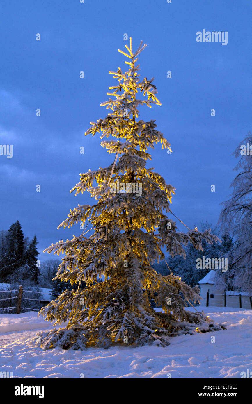 Beleuchteter Weihnachtsbaum im Freien, Winter Stock Photo