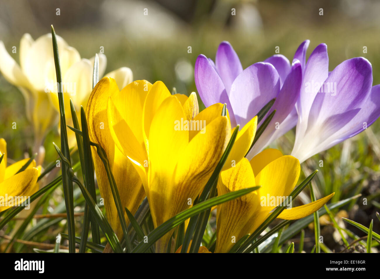 Frühlingsboten, blühende Krokusse, Crocus Stock Photo