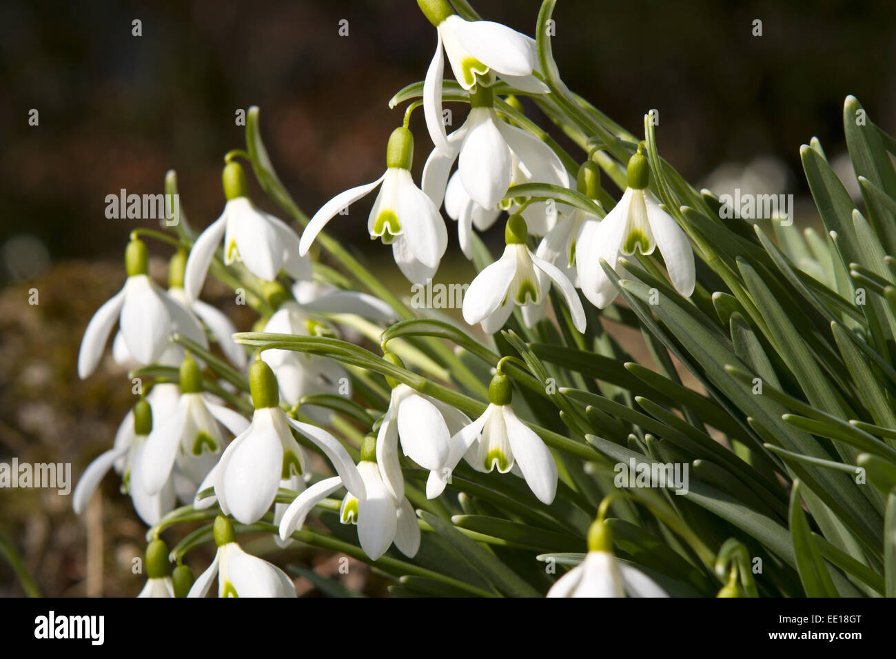 Frühlingsboten, blühende Schneeglöckchen, Galanthus nivalis Stock Photo
